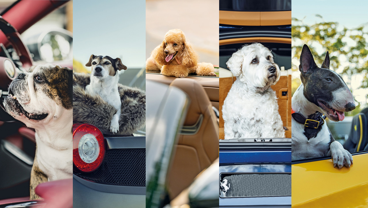 車好きの犬たち